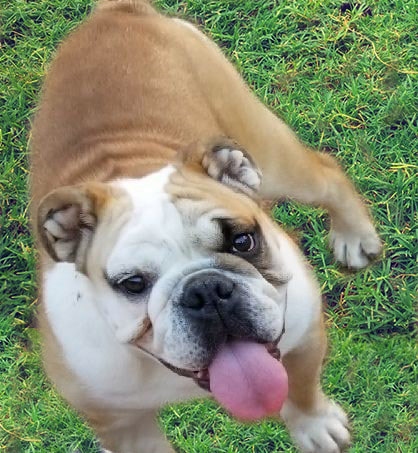 are australian bulldogs hypoallergenic